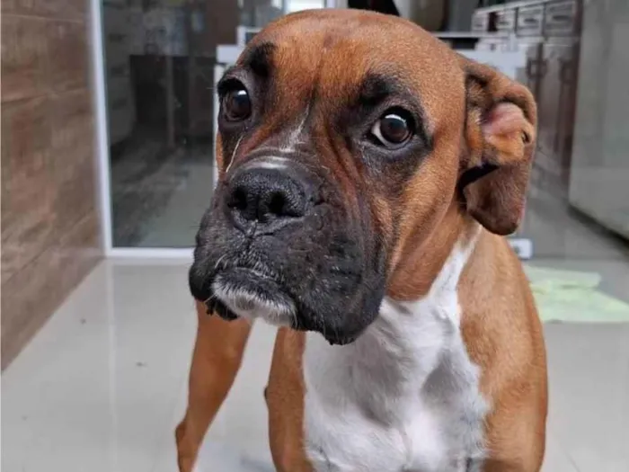 Cachorro ra a Boxer idade 3 anos nome Gaia