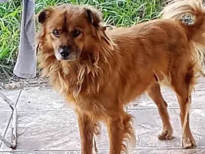 Cachorro raça SRD-ViraLata idade 4 anos nome Caju