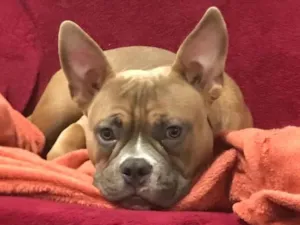 Cachorro raça Setter idade 3 anos nome Zeus