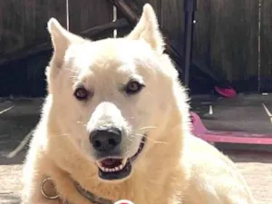Cachorro raça Pastor Alemão idade 6 ou mais anos nome Wetti