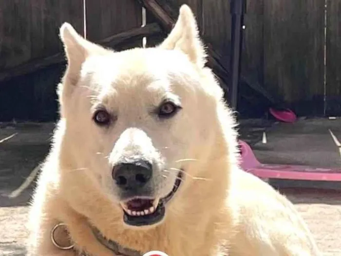 Cachorro ra a Pastor Alemão idade 6 ou mais anos nome Wetti