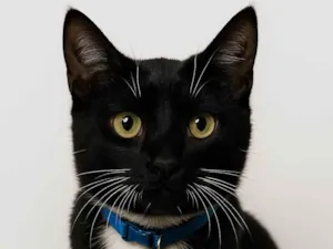 Gato raça SRD-ViraLata idade Abaixo de 2 meses nome Tom