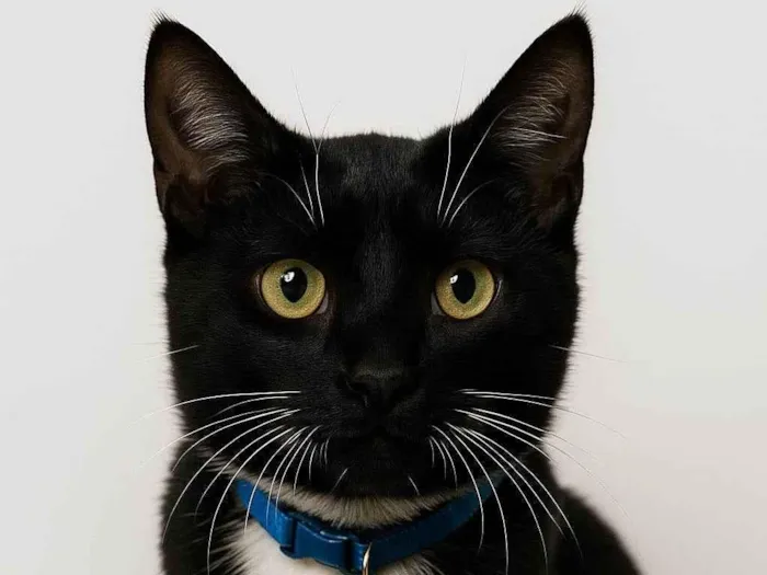 Gato ra a SRD-ViraLata idade Abaixo de 2 meses nome Tom