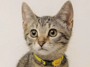 Gato raça SRD-ViraLata idade Abaixo de 2 meses nome Vitor