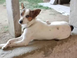 Cachorro raça Fox Terrier idade 7 a 11 meses nome Abigail,Belinha e Pinscher(apelido)