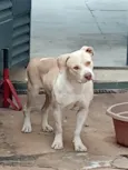 Pity