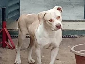 Cachorro raça Pit-Bull idade 2 anos nome Pity