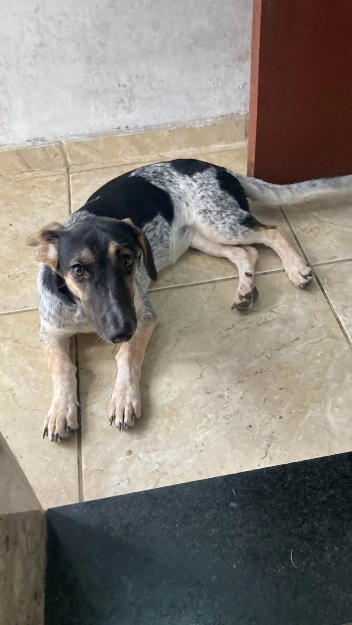 Cachorro ra a SRD-ViraLata idade 2 a 6 meses nome Nina