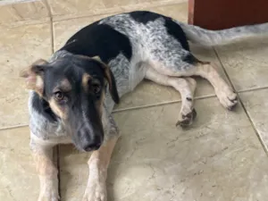 Cachorro raça SRD-ViraLata idade 2 a 6 meses nome Nina
