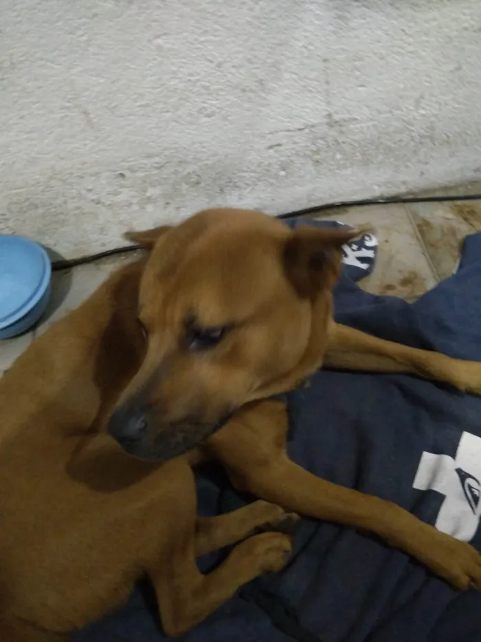 Cachorro ra a SRD-ViraLata idade 1 ano nome Raje