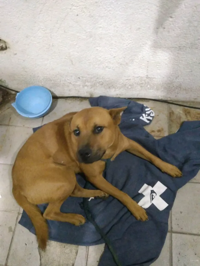 Cachorro ra a SRD-ViraLata idade 1 ano nome Raje