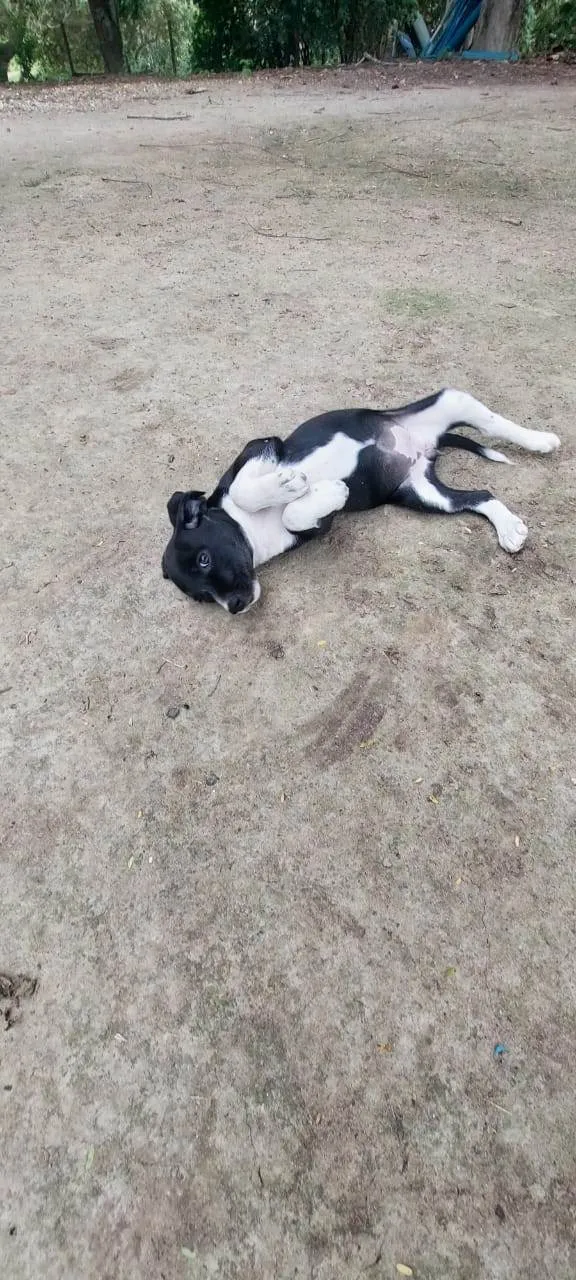 Cachorro ra a SRD-ViraLata idade 2 a 6 meses nome BRISA