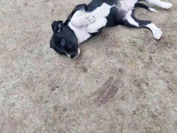 Cachorro ra a SRD-ViraLata idade 2 a 6 meses nome BRISA