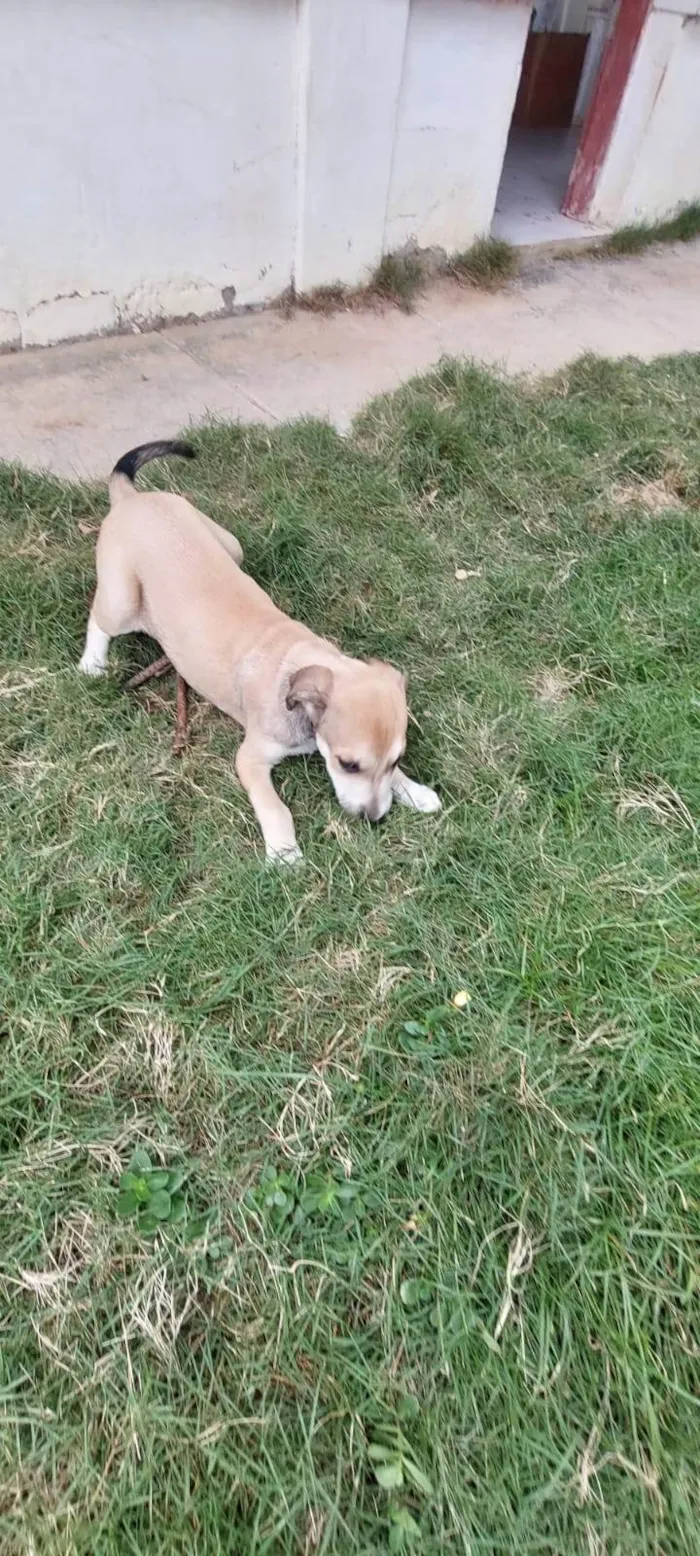 Cachorro ra a SRD-ViraLata idade 2 a 6 meses nome LADY GAGA