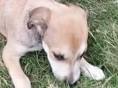 Cachorro raça SRD-ViraLata idade 2 a 6 meses nome LADY GAGA