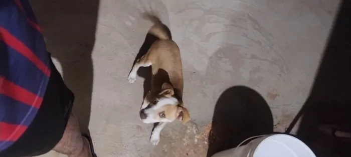 Cachorro ra a SRD-ViraLata idade 2 a 6 meses nome Murilo Fabiano de Matos