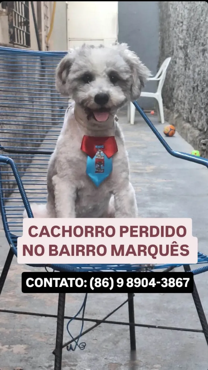 Cachorro ra a SRD-ViraLata idade 1 ano nome Snoopy