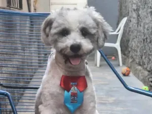 Cachorro raça SRD-ViraLata idade 1 ano nome Snoopy