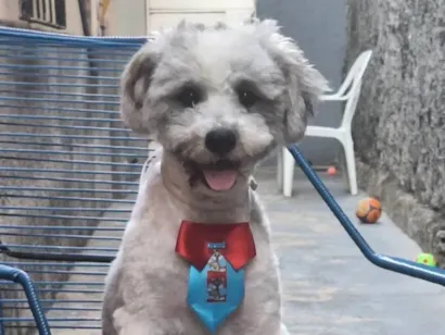 Cachorro raça SRD-ViraLata idade 1 ano nome Snoopy