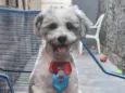 Snoopy
