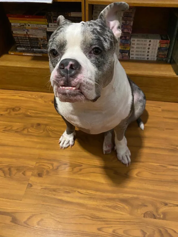 Cachorro ra a Pit-Bull idade 2 anos nome Mary Jane
