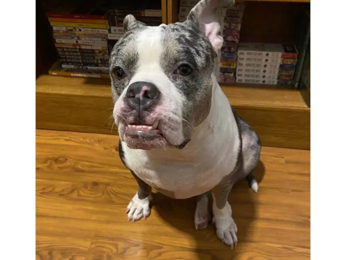 Cachorro ra a Pit-Bull idade 2 anos nome Mary Jane