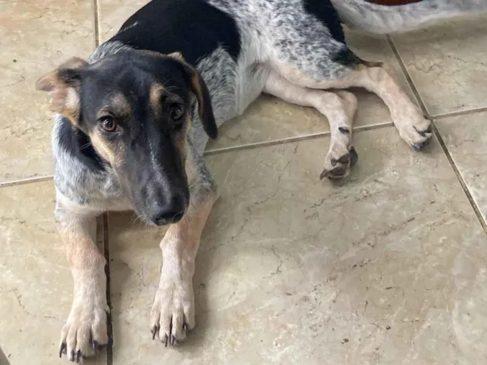 Cachorro ra a SRD-ViraLata idade 2 a 6 meses nome Nina