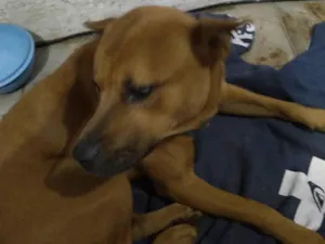Cachorro raça SRD-ViraLata idade 1 ano nome Raje