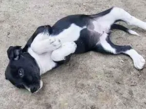 Cachorro raça SRD-ViraLata idade 2 a 6 meses nome BRISA