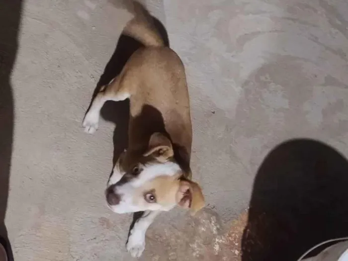 Cachorro ra a SRD-ViraLata idade 2 a 6 meses nome Murilo Fabiano de Matos
