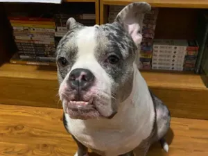 Cachorro raça Pit-Bull idade 2 anos nome Mary Jane