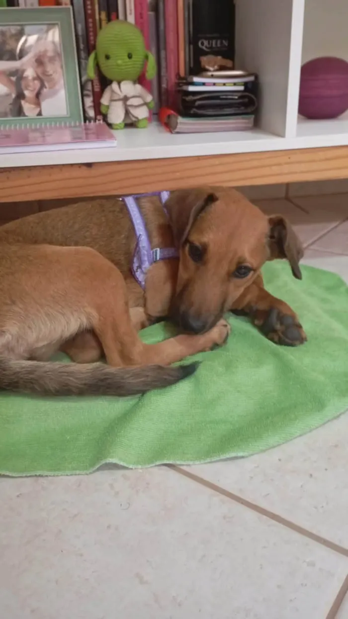 Cachorro ra a SRD-ViraLata idade 2 a 6 meses nome Paçoca 