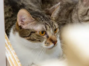 Gato raça SRD-ViraLata idade 2 anos nome Timona