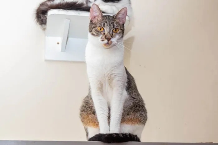 Gato ra a SRD-ViraLata idade 2 anos nome Timona
