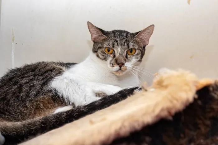 Gato ra a SRD-ViraLata idade 2 anos nome Timona