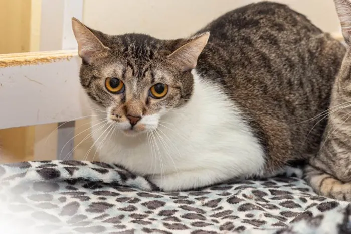 Gato ra a SRD-ViraLata idade 2 anos nome Timona