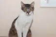 Timona