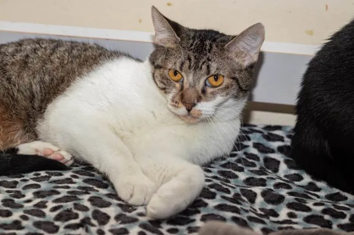 Gato ra a SRD-ViraLata idade 2 anos nome Timona