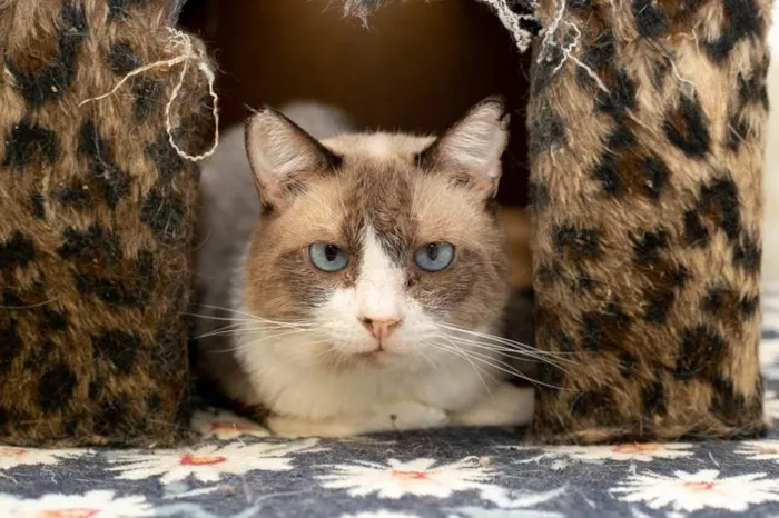 Gato ra a SRD-ViraLata idade 2 anos nome Rosalvo