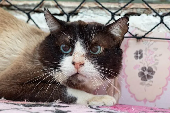 Gato ra a SRD-ViraLata idade 2 anos nome Rosalvo