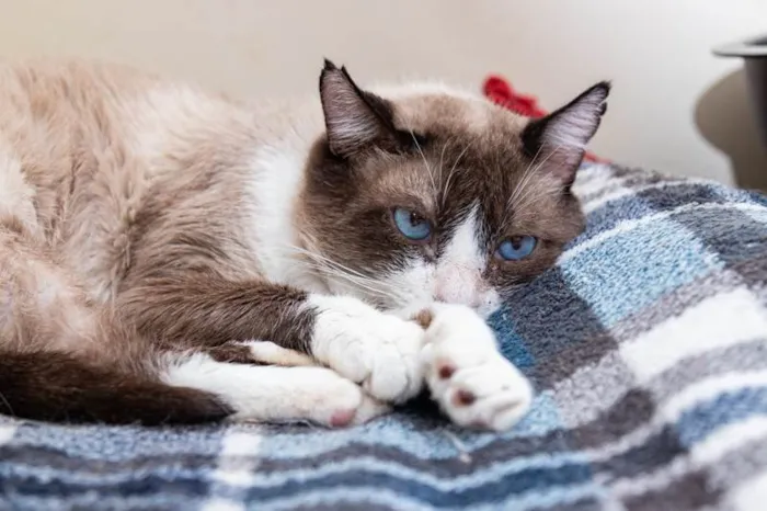 Gato ra a SRD-ViraLata idade 2 anos nome Rosalvo