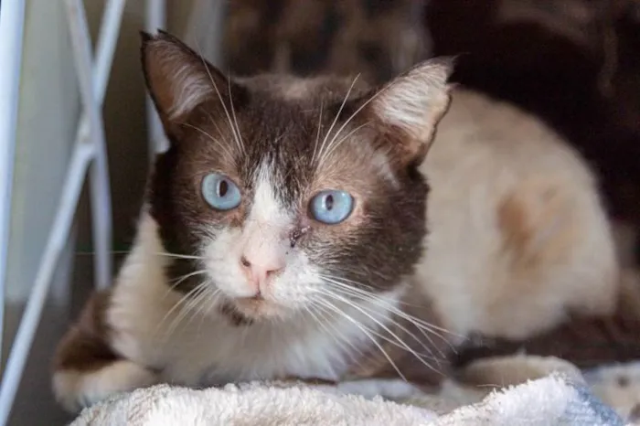 Gato ra a SRD-ViraLata idade 2 anos nome Rosalvo