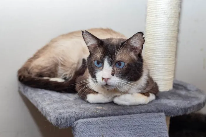 Gato ra a SRD-ViraLata idade 2 anos nome Rosalvo
