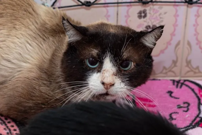 Gato ra a SRD-ViraLata idade 2 anos nome Rosalvo