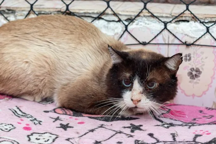 Gato ra a SRD-ViraLata idade 2 anos nome Rosalvo