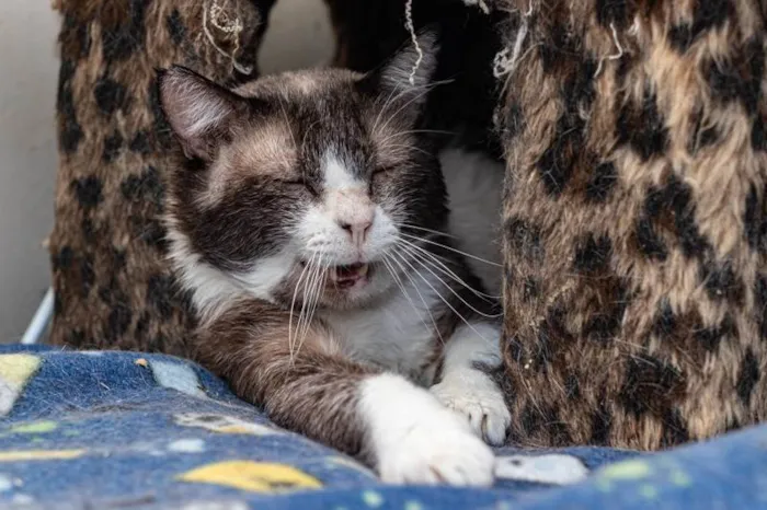 Gato ra a SRD-ViraLata idade 2 anos nome Rosalvo
