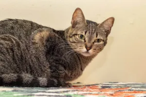 Gato raça SRD-ViraLata idade 6 ou mais anos nome Piper