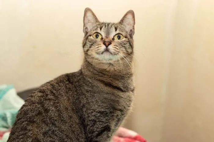 Gato ra a SRD-ViraLata idade 6 ou mais anos nome Piper