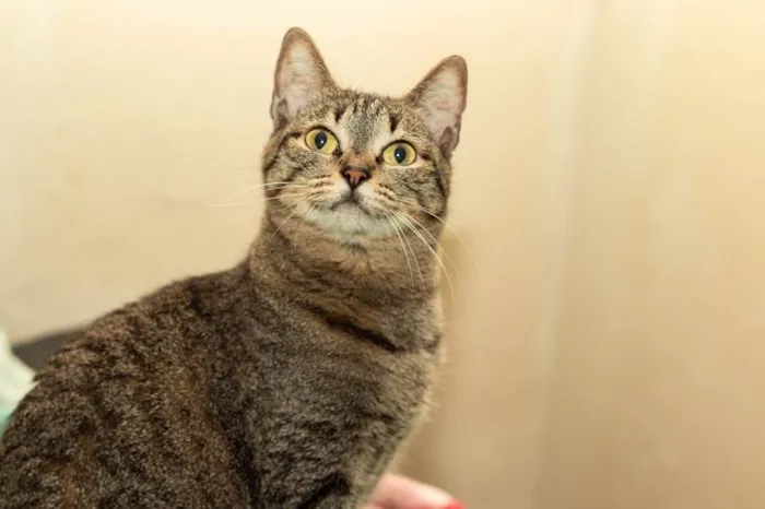 Gato ra a SRD-ViraLata idade 6 ou mais anos nome Piper