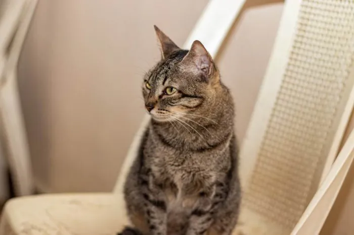 Gato ra a SRD-ViraLata idade 6 ou mais anos nome Piper